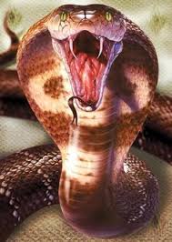 Image result for snakes, frogs, worms: Steven Jarrot