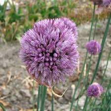 Allium acutiflorum::Allium speciality::H.W.Hyde & Son