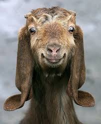 Image result for goat