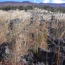 Arrhenatherum elatius (tall oat grass): Go Botany