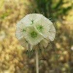 Scabiosa stellata L., Starflower pincushions (World flora) - Pl@ntNet ...