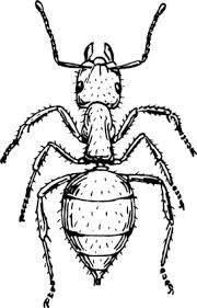 Image result for biting ant clip art