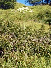 Laserpitium latifolium - Wikipedia