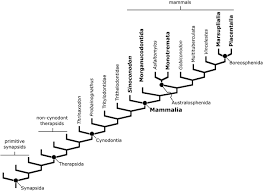 Dimetrodon Is Not a Dinosaur: Using Tree Thinking to Understand ...
