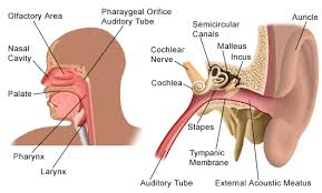 Image result for ear nose and throat doctors