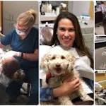 Ahwatukee dentist employs therapy dogs to calm patients' fears