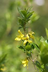 Forsythia viridissima - Wikipedia