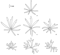 The Ranunculus auricomus L. complex (Ranunculaceae) in Central ...