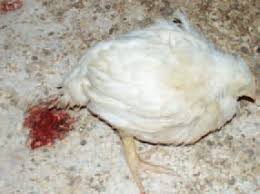 Image result for poultry disease