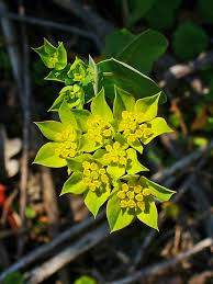 Bupleurum lancifolium – Wikipédia, a enciclopédia livre