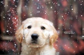 Image result for puppy in rain