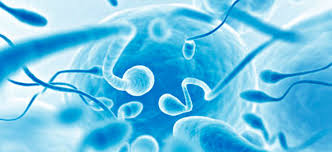 Image result for infertilidade