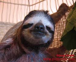 Image result for sloth