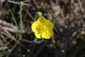 Ranunculus illyricus L. (World flora) - Pl@ntNet identify