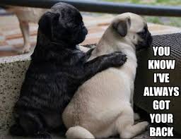 Supportive pug | Pugs - adorable fur babies | Pinterest | Funny ... via Relatably.com