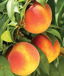peach plants ile ilgili görsel sonucu