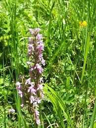 Gymnadenia conopsea (L.) R.Br., Fragrant orchid (World flora) - Pl ...