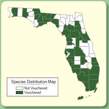 Physalis pubescens - Species Page - ISB: Atlas of Florida Plants