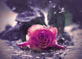 Résultat de recherche d'images pour "gifs roses sous la pluie..!!"
