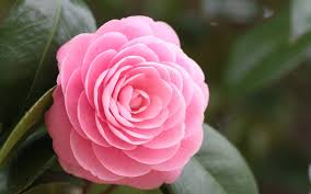 Image result for images of pink rose hd