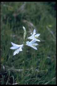 Paradisea liliastrum (L.) Bertol. | St Bruno's lily/RHS Gardening