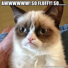 Awwwwww! So fluffy! So........ - Grumpy Cat | Meme Generator via Relatably.com