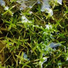 Callitriche truncata | Online Atlas of the British and Irish Flora