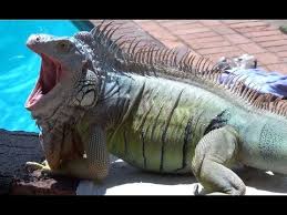 Image result for iguana images