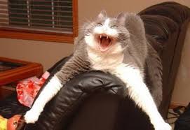 20 Funny Shocked Cat Memes | Funny Stuff | Pinterest | Cat Memes ... via Relatably.com