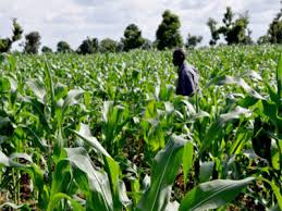 Image result for agriculture in ondo state