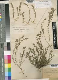 Micromeria microphylla (d'Urv.) Benth. | Plants of the World Online ...