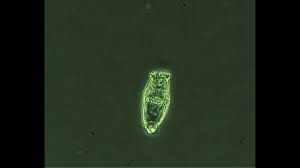 bdelloid rotifers images