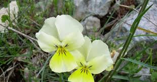 Viola eugeniae - Flora del Matese