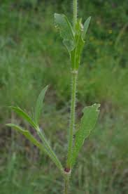 Media Silene bellidifolia Juss. ex Jacq. (Willing 3) | Flora of Greece ...