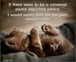 ... I Would Surely Vote For The Purr. - Barbara L. Diamond ~ Cat Quotes