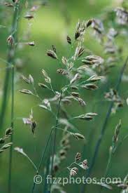 Festuca paniculata – Knoll Gardens | Ornamental Grasses and ...