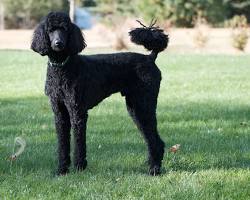Image of Poodle