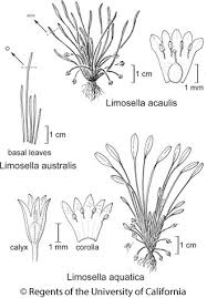 Limosella aquatica
