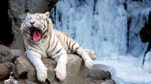 Image result for animal yawn cute