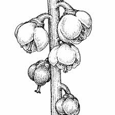 Pyrola minor (little shinleaf): Go Botany