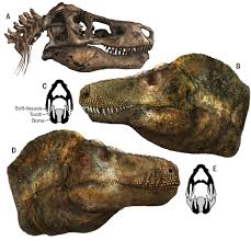 Soft Tissue Reconstruction in Paleobiology: Shedding Light on Theropod Dinosaurs