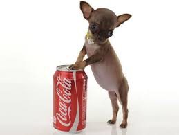 Résultat de recherche d'images pour "photo du plus petit chien au monde"