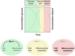 Dynamic post-transcriptional regulation by Mrn1 links cell wall ...