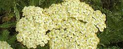 Achillea virescens or Yarrow | Care and Growing