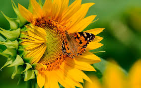 Resultado de imagen de flores girasoles