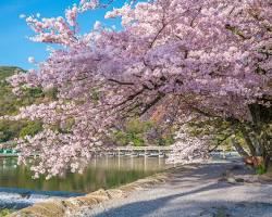 嵐山 桜の画像