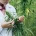 New South Wales wants to be the first place to grow medicinal ...