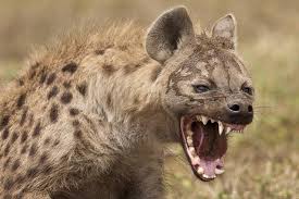 Resultado de imagem para hienas e zebras
