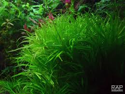 Blyxa japonica - come coltivarla in acquario - RareAquaticPlantShop