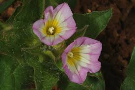 Convolvulus humilis Jacq. | Plants of the World Online | Kew Science